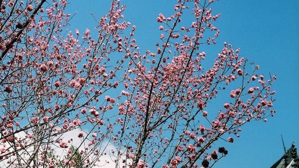 Captivating Charm: The Enchanting World of Sakura Trees in Nara, Japan