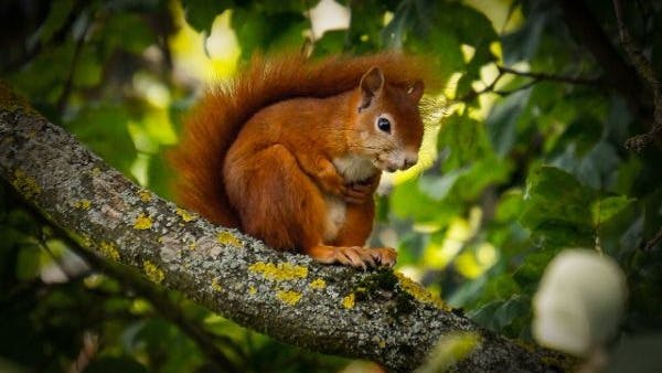 Brown Squirrels: Nature's Acrobats