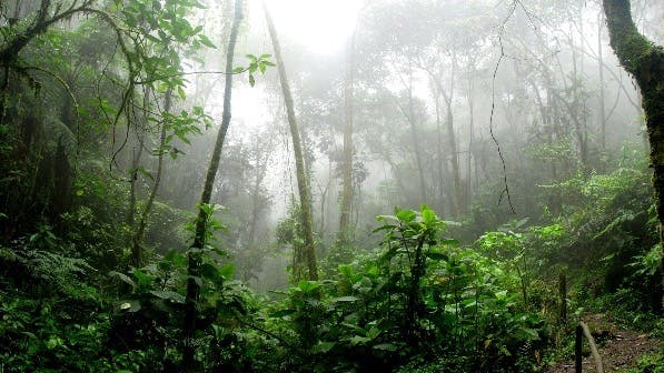 Wonders of Chicaque Natural Park: Colombia’s Hidden Gem