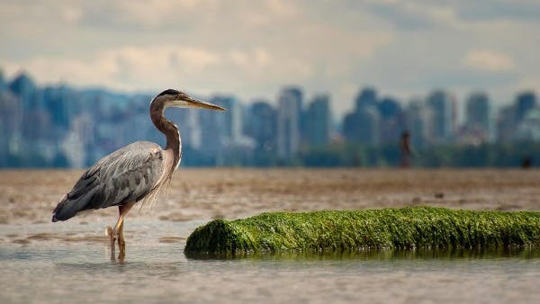 Great Blue Heron Standing On Water, Vancouver, Canada
