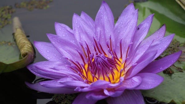 Nymphaea 'Purple Joy' (Water Lily)