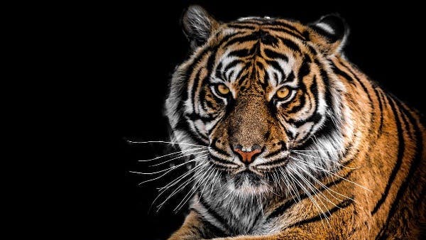 Tiger: Majestic Jungle Royalty