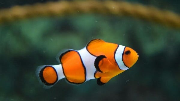 Close Up Photo of Clownfish