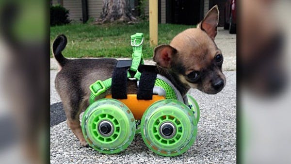Miracle Dog Conquers All Odds with DIY Wheelchair!
