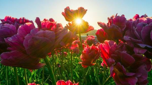 Uncover the Mysteries and Beauty of Tulips