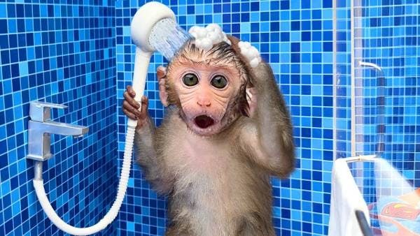 Prepare to Be Amazed by the Most Popular Animal on Youtube: Monkey Baby Bon Bon's Epic Adventure!