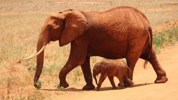 The Magnificent World of Elephants: Giants of the Animal Kingdom