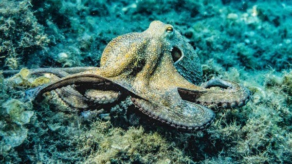Fascinating Facts About Octopuses: Ocean's Eight-Armed Wonders