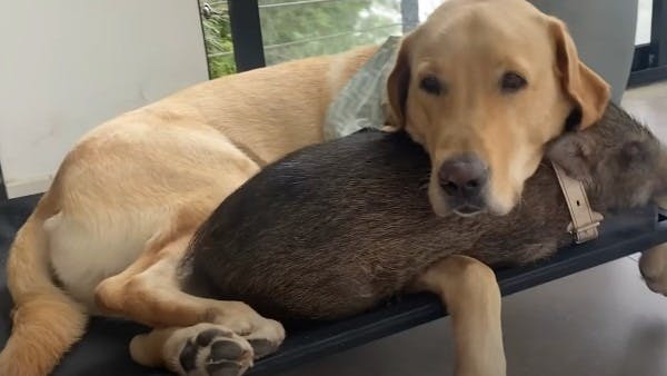 A Tale of Unlikely Friendship: Samson and Cleo's Heartwarming Journey